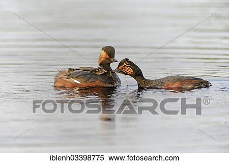 "Black-necked Grebes (Podiceps nigricollis) with a chick, Bargerveen, Zwartemeer, Drenthe Province, The Netherlands, Europe" View Large Photo Image Stock Photography - "Black-necked Grebes (Podiceps nigricollis) with a chick, Bargerveen, Zwartemeer, Drenthe Province, The Netherlands, Europe". Fotosearch