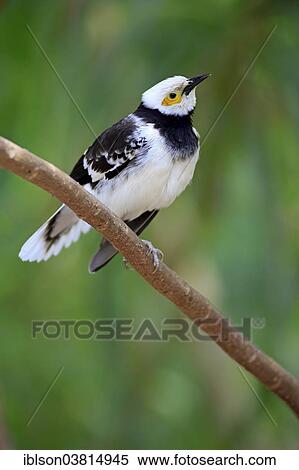 "Black-necked Starling (Sturnus nigricollis), Southeast Asia, adult on perch, captive, Miami, Florida, USA" View Large Photo Image Stock Photography - "Black-necked Starling (Sturnus nigricollis), Southeast Asia, adult on perch, captive, Miami, Florida, USA". Fotosearch