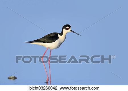 Stock Image - "Black-necked Stilt (Himantopus mexicanus), Myakka River State Park, Florida, United States, North America". Fotosearch