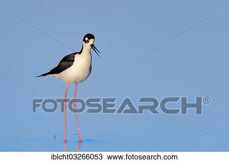 Stock Image - "Black-necked Stilt (Himantopus mexicanus), calling, Myakka River State Park, Florida, United States, North America". Fotosearch