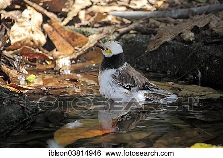 "Black-necked, (Sturnus nigricollis), Southeast Asia, captive, Miami, Florida, USA" View Large Photo Image Stock Photograph - "Black-necked, (Sturnus nigricollis), Southeast Asia, captive, Miami, Florida, USA". Fotosearch