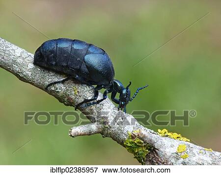 "Black Oil Beetle (Meloe proscarabaeus), adult, resting on twig, Cannobina Valley, Italian Alps, Italy, Europe" View Large Photo Image Stock Photo - "Black Oil Beetle (Meloe proscarabaeus), adult, resting on twig, Cannobina Valley, Italian Alps, Italy, Europe". Fotosearch
