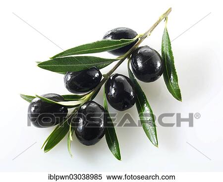 Black olives on an olive branch View Large Photo Image Stock Photography - Black olives on an olive branch. Fotosearch