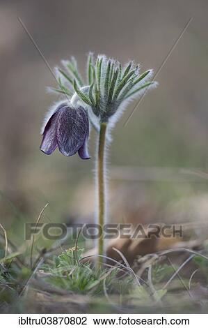 "Black Pasque Flower (Pulsatilla nigricans), Burgenland, Austria, Europe" View Large Photo Image Stock Image - "Black Pasque Flower (Pulsatilla nigricans), Burgenland, Austria, Europe". Fotosearch