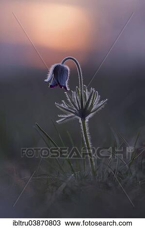 "Black Pasque Flower (Pulsatilla nigricans), Burgenland, Austria, Europe" View Large Photo Image Stock Image - "Black Pasque Flower (Pulsatilla nigricans), Burgenland, Austria, Europe". Fotosearch