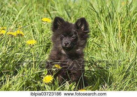 "Black Pomeranian, puppy" View Large Photo Image Stock Photograph - "Black Pomeranian, puppy". Fotosearch