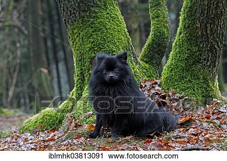 Stock Image - "Black Pomeranian sitting in foliage, Germany, Europe". Fotosearch