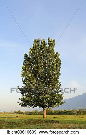 "Black Poplar (Populus nigra), Central Macedonia, Greece, Europe" View Large Photo Image Stock Photo - "Black Poplar (Populus nigra), Central Macedonia, Greece, Europe". Fotosearch