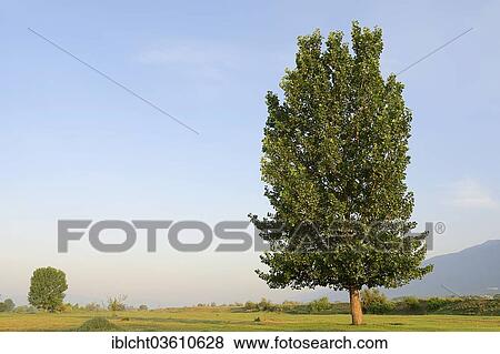 "Black Poplar (Populus nigra), Central Macedonia, Greece, Europe" View Large Photo Image Stock Photo - "Black Poplar (Populus nigra), Central Macedonia, Greece, Europe". Fotosearch