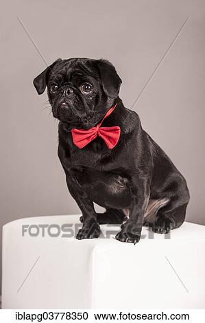 Black Pug wearing a red bow tie View Large Photo Image Stock Image - Black Pug wearing a red bow tie. Fotosearch