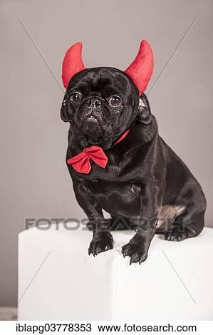 Black Pug wearing devil's horns and a bow tie View Large Photo Image Stock Image - Black Pug wearing devil's horns and a bow tie. Fotosearch