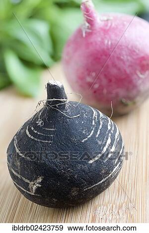 Black radish View Large Photo Image Stock Photo - Black radish. Fotosearch