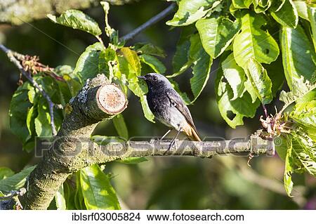 "Black Redstart (Phoenicurus ochruros), Fuldabruck, Fuldabruck, Hesse, Germany, Europe" View Large Photo Image Picture - "Black Redstart (Phoenicurus ochruros), Fuldabruck, Fuldabruck, Hesse, Germany, Europe". Fotosearch