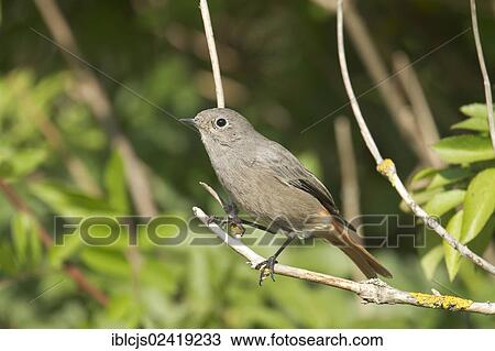 Black Redstart (Phoenicurus ochruros), Bergisches Land, North Rhine-Westphalia, Germany, Europe View Large Photo Image Stock Image - Black Redstart (Phoenicurus ochruros), Bergisches Land, North Rhine-Westphalia, Germany, Europe. Fotosearch