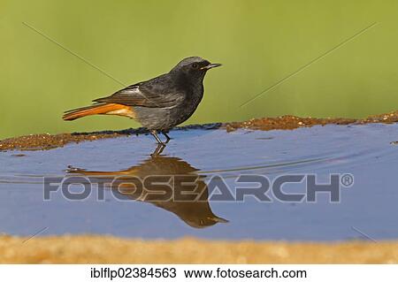 "Black Redstart (Phoenicurus ochruros), adult male, standing in pool with reflection, Castilla y Leon, Spain, Europe" View Large Photo Image Stock Image - "Black Redstart (Phoenicurus ochruros), adult male, standing in pool with reflection, Castilla y Leon, Spain, Europe". Fotosearch