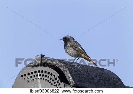 "Black Redstart (Phoenicurus ochruros), Fuldabruck, Fuldabruck, Hesse, Germany, Europe" View Large Photo Image Stock Image - "Black Redstart (Phoenicurus ochruros), Fuldabruck, Fuldabruck, Hesse, Germany, Europe". Fotosearch
