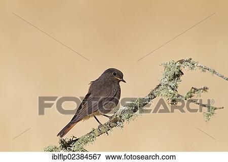 "Black Redstart (Phoenicurus ochruros), adult female, perched on lichen covered twig, Castilla y Leon, Spain, Europe" View Large Photo Image Stock Photo - "Black Redstart (Phoenicurus ochruros), adult female, perched on lichen covered twig, Castilla y Leon, Spain, Europe". Fotosearch