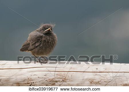 "Black Redstart (Phoenicurus ochruros), young bird, Tyrol, Austria, Europe" View Large Photo Image Stock Photo - "Black Redstart (Phoenicurus ochruros), young bird, Tyrol, Austria, Europe". Fotosearch