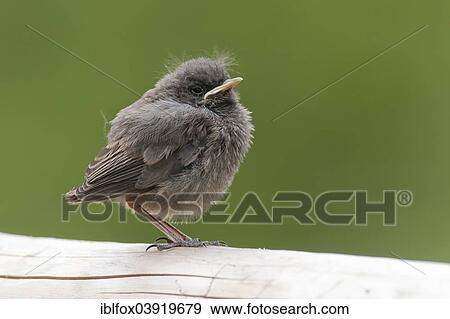 "Black Redstart (Phoenicurus ochruros), young bird, Tyrol, Austria, Europe" View Large Photo Image Stock Photo - "Black Redstart (Phoenicurus ochruros), young bird, Tyrol, Austria, Europe". Fotosearch