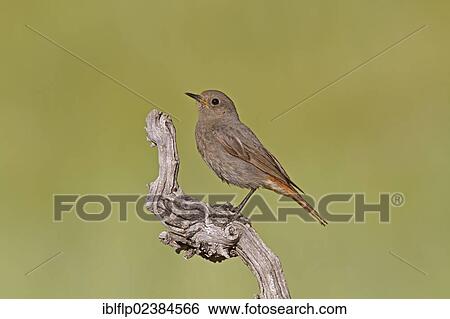 "Black Redstart (Phoenicurus ochruros), adult female, perched on branch, Castilla y Leon, Spain, Europe" View Large Photo Image Stock Photograph - "Black Redstart (Phoenicurus ochruros), adult female, perched on branch, Castilla y Leon, Spain, Europe". Fotosearch