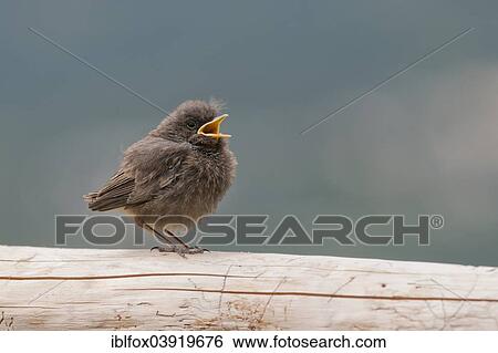 "Black Redstart (Phoenicurus ochruros), young bird, Tyrol, Austria, Europe" View Large Photo Image Stock Photograph - "Black Redstart (Phoenicurus ochruros), young bird, Tyrol, Austria, Europe". Fotosearch