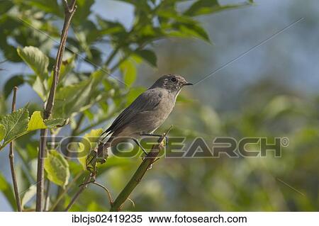 Black Redstart (Phoenicurus ochruros), Bergisches Land, North Rhine-Westphalia, Germany, Europe View Large Photo Image Stock Photography - Black Redstart (Phoenicurus ochruros), Bergisches Land, North Rhine-Westphalia, Germany, Europe. Fotosearch