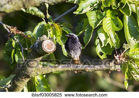 Stock Photography - "Black Redstart (Phoenicurus ochruros), Fuldabruck, Fuldabruck, Hesse, Germany, Europe". Fotosearch