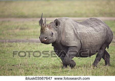 "Black Rhinoceros (Diceros bicornis) in the open savannah, Massai Mara, Serengeti, Rift Valley province, Kenya, Africa" View Large Photo Image Stock Photo - "Black Rhinoceros (Diceros bicornis) in the open savannah, Massai Mara, Serengeti, Rift Valley province, Kenya, Africa". Fotosearch