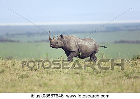 Stock Photograph - "Black Rhinoceros (Diceros bicornis) in the open savannah, Massai Mara, Serengeti, Rift Valley province, Kenya, Africa". Fotosearch