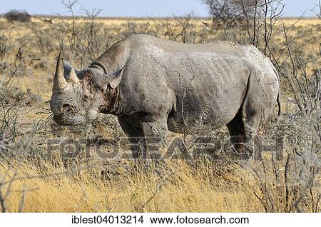 "Black Rhinoceros (Diceros bicornis), bull, Etosha National Park, Namibia, Africa" View Large Photo Image Picture - "Black Rhinoceros (Diceros bicornis), bull, Etosha National Park, Namibia, Africa". Fotosearch