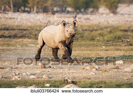 Picture - "Black Rhinoceros (Diceros bicornis), young, Etosha National Park, Namibia, Africa". Fotosearch