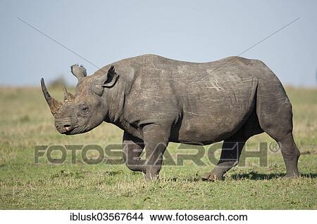 "Black Rhinoceros (Diceros bicornis), Massai Mara, Serengeti, Rift Valley province, Kenya, Africa" View Large Photo Image Picture - "Black Rhinoceros (Diceros bicornis), Massai Mara, Serengeti, Rift Valley province, Kenya, Africa". Fotosearch