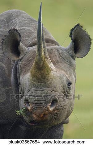 "Black Rhinoceros (Diceros bicornis), portrait, Massai Mara, Serengeti, Rift Valley province, Kenya, Africa" View Large Photo Image Picture - "Black Rhinoceros (Diceros bicornis), portrait, Massai Mara, Serengeti, Rift Valley province, Kenya, Africa". Fotosearch