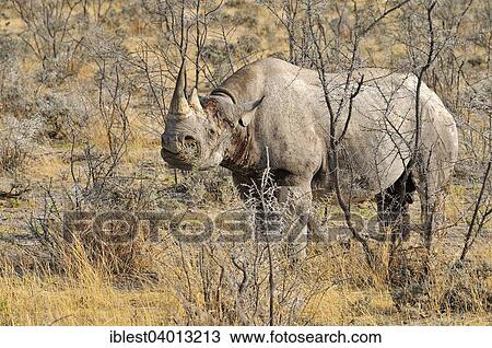 "Black Rhinoceros (Diceros bicornis), bull, Etosha National Park, Namibia, Africa" View Large Photo Image Stock Image - "Black Rhinoceros (Diceros bicornis), bull, Etosha National Park, Namibia, Africa". Fotosearch