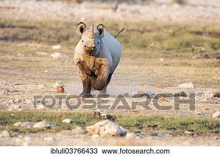 "Black Rhinoceros (Diceros bicornis), Etosha National Park, Namibia, Africa" View Large Photo Image Stock Image - "Black Rhinoceros (Diceros bicornis), Etosha National Park, Namibia, Africa". Fotosearch