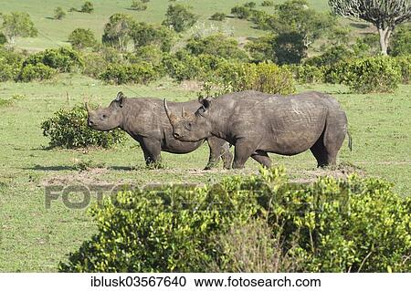 "Black Rhinoceros (Diceros bicornis), female with her calf in the bush, Massai Mara, Serengeti, Rift Valley province, Kenya, Africa" View Large Photo Image Stock Image - "Black Rhinoceros (Diceros bicornis), female with her calf in the bush, Massai Mara, Serengeti, Rift Valley province, Kenya, Africa". Fotosearch
