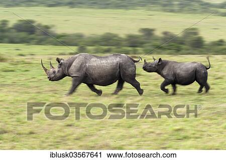 "Black Rhinoceros (Diceros bicornis), female with her calf running to the nearest bushes, Massai Mara, Serengeti, Rift Valley province, Kenya, Africa" View Large Photo Image Stock Image - "Black Rhinoceros (Diceros bicornis), female with her calf running to the nearest bushes, Massai Mara, Serengeti, Rift Valley province, Kenya, Africa". Fotosearch