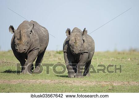 Stock Image - "Black Rhinoceros (Diceros bicornis), female with her calf, Massai Mara, Serengeti, Rift Valley province, Kenya, Africa". Fotosearch