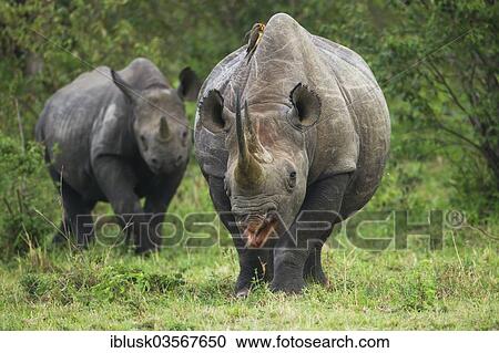 "Black Rhinoceros (Diceros bicornis), female with her calf in the bush, Massai Mara, Serengeti, Rift Valley province, Kenya, Africa" View Large Photo Image Stock Image - "Black Rhinoceros (Diceros bicornis), female with her calf in the bush, Massai Mara, Serengeti, Rift Valley province, Kenya, Africa". Fotosearch