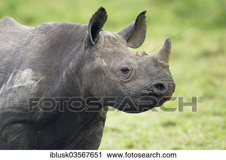 "Black Rhinoceros (Diceros bicornis) young animal, portrait, Massai Mara, Serengeti, Rift Valley province, Kenya, Africa" View Large Photo Image Stock Image - "Black Rhinoceros (Diceros bicornis) young animal, portrait, Massai Mara, Serengeti, Rift Valley province, Kenya, Africa". Fotosearch