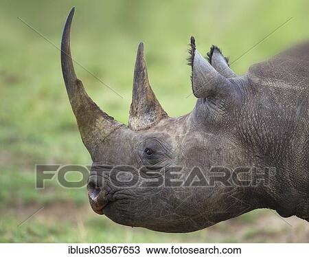 "Black Rhinoceros (Diceros bicornis), portrait, Massai Mara, Serengeti, Rift Valley province, Kenya, Africa" View Large Photo Image Stock Image - "Black Rhinoceros (Diceros bicornis), portrait, Massai Mara, Serengeti, Rift Valley province, Kenya, Africa". Fotosearch