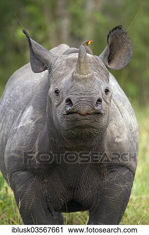 "Black Rhinoceros (Diceros bicornis), young animal, Massai Mara, Serengeti, Rift Valley province, Kenya, Africa" View Large Photo Image Stock Image - "Black Rhinoceros (Diceros bicornis), young animal, Massai Mara, Serengeti, Rift Valley province, Kenya, Africa". Fotosearch