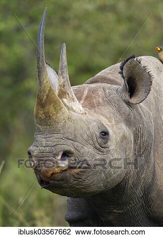 "Black Rhinoceros (Diceros bicornis), portrait, Massai Mara, Serengeti, Rift Valley province, Kenya, Africa" View Large Photo Image Stock Image - "Black Rhinoceros (Diceros bicornis), portrait, Massai Mara, Serengeti, Rift Valley province, Kenya, Africa". Fotosearch