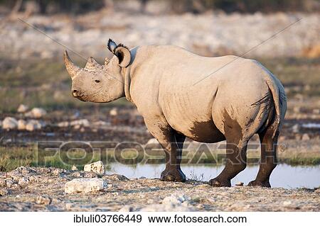 Stock Photo - "Black Rhinoceros (Diceros bicornis), at the Rietfontein waterhole, Etosha National Park, Namibia, Africa". Fotosearch