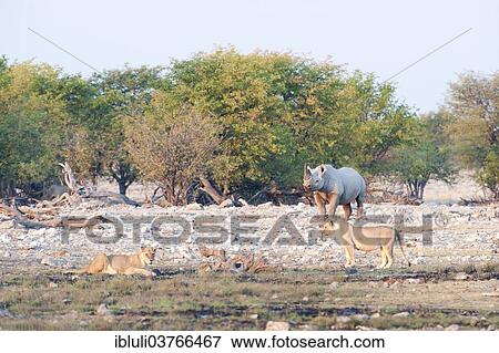 Stock Photo - "Black Rhinoceros (Diceros bicornis) and two Lionesses (Panthera leo), Rietfontein waterhole, Etosha National Park, Namibia, Africa". Fotosearch