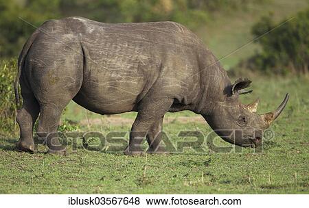 "Black Rhinoceros (Diceros bicornis) grazing, Massai Mara, Serengeti, Rift Valley province, Kenya, Africa" View Large Photo Image Stock Photo - "Black Rhinoceros (Diceros bicornis) grazing, Massai Mara, Serengeti, Rift Valley province, Kenya, Africa". Fotosearch