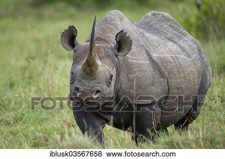 "Black Rhinoceros (Diceros bicornis), Massai Mara, Serengeti, Rift Valley province, Kenya, Africa" View Large Photo Image Stock Photo - "Black Rhinoceros (Diceros bicornis), Massai Mara, Serengeti, Rift Valley province, Kenya, Africa". Fotosearch