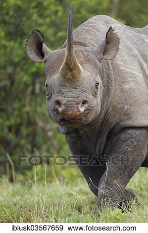 "Black Rhinoceros (Diceros bicornis), Massai Mara, Serengeti, Rift Valley province, Kenya, Africa" View Large Photo Image Stock Photo - "Black Rhinoceros (Diceros bicornis), Massai Mara, Serengeti, Rift Valley province, Kenya, Africa". Fotosearch