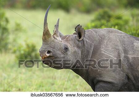 "Black Rhinoceros (Diceros bicornis), Massai Mara, Serengeti, Rift Valley province, Kenya, Africa" View Large Photo Image Stock Photograph - "Black Rhinoceros (Diceros bicornis), Massai Mara, Serengeti, Rift Valley province, Kenya, Africa". Fotosearch
