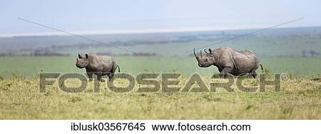 "Black Rhinoceros (Diceros bicornis), female with her calf in the open savannah, Massai Mara, Serengeti, Rift Valley province, Kenya, Africa" View Large Photo Image Stock Photography - "Black Rhinoceros (Diceros bicornis), female with her calf in the open savannah, Massai Mara, Serengeti, Rift Valley province, Kenya, Africa". Fotosearch